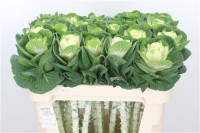 Brassica Crane Ru White 70 cm X5