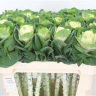 Brassica Crane Ru White 70 cm X5 - BRASSICA WHITE CRANE X5