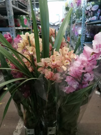 Cymbidium Mix 2-tak 12/50