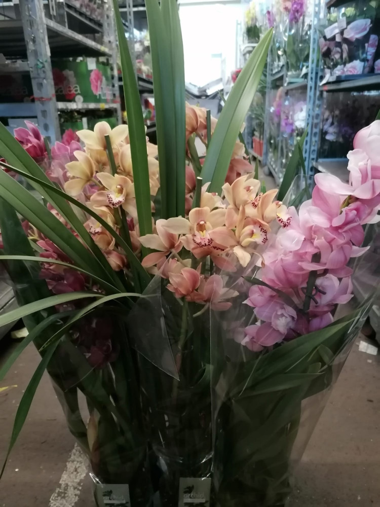 Cymbidium Mix 2-tak 12/50