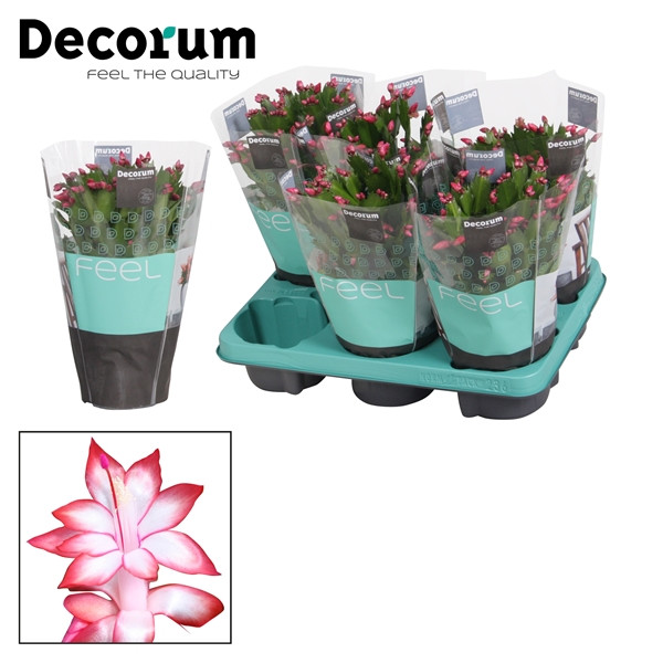 Schlumbergera Red  9/20