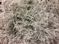 Solidago White 80 sm