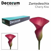 Zanted Z Cherry Kiss X10 Holland
