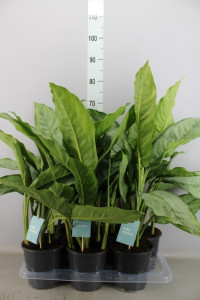 Aglaonema Mix Budget 12/30