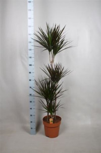 Drac Marginata Magenta 21/95