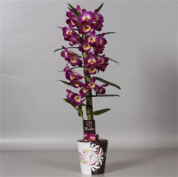 Dendrobium White 2-tak 12/40