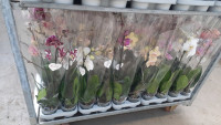 Phal 1-tak Levo Mix 12/65