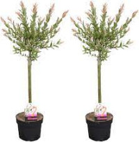 Salix In Flamingo 17/25