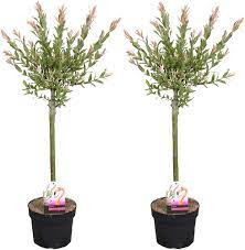 Salix In Flamingo 17/25