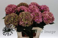 Hydr S Roy Palace Classic 50 cm X5 Holland