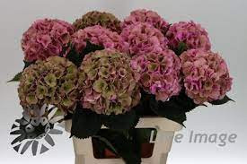 Hydr S Roy Palace Classic 50 cm X5 Holland