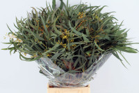 Eucalipt Exotica 80 sm 700 gr