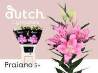 Lilium S Ot Valdosta