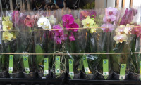 Phal 1-tak Green Balanz Mix 12/65