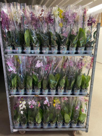 Phal 1-tak Mimesis Multi Mix 12/60