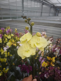 Phal 2-tak Phalaenova Yellow Mutant 12/65