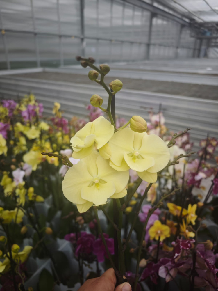 Phal 2-tak Phalaenova Yellow Mutant 12/65