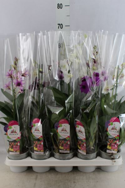 Dendrobium 1-tak Mix 12/50