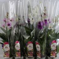 Dendrobium 1-tak Mix 12/50 - f3830d1c-5a0c-4e0a-bea8-d03a2063f9b4