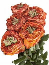 Rose Flash Eye 40 sm