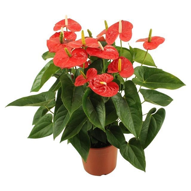 Anthurium Jambo Red 17/65