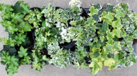 Hedera Mix 13/35