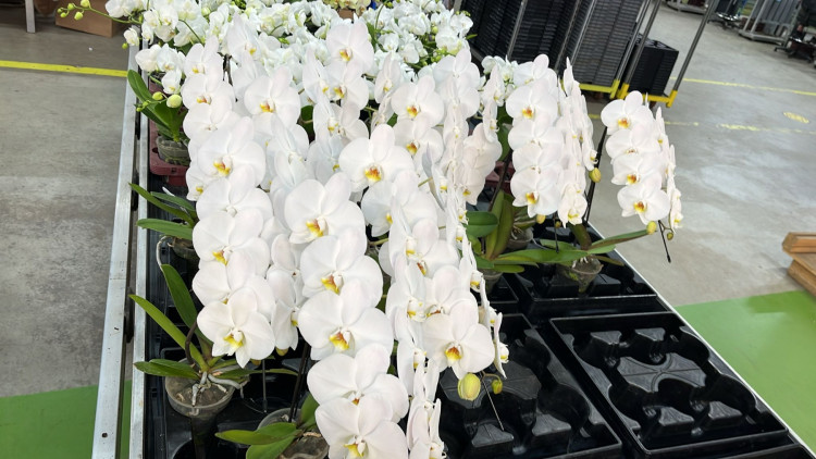 Phal Formidablo White 1-tak 12/60