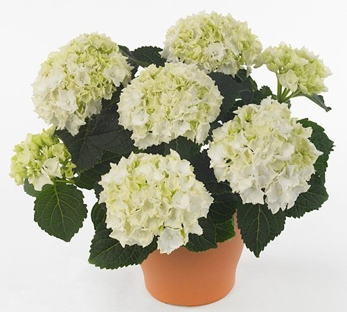 Hydrangea Ice Girl 14/40