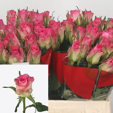 Rose African Jewel 50 sm