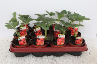 Fragaria Elsanta 20/35