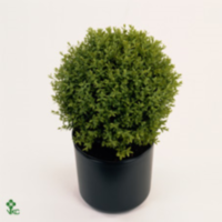 Buxus Semp Bolvormig Diam 40