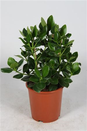 Clusia Rosea Princess 3pp Toef (grower)