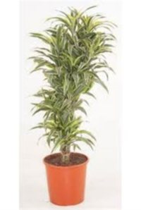 Dracaena Surprise Vertakt