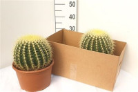 Echinocactus Grusonii 25/25
