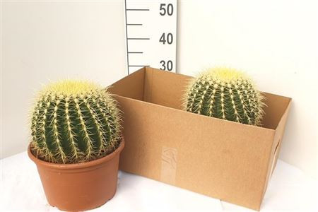 Echinocactus Grusonii 25/25