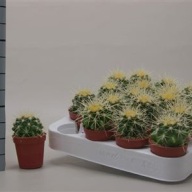 Echinocactus Grusonii 25/25 - 1998.970x0