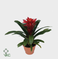 Guzmania Optima