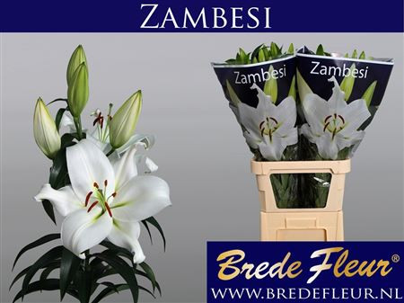 Lilium S Ot Zambesi X10 Holland