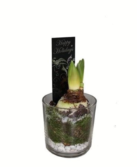 Hippeastrum Glas