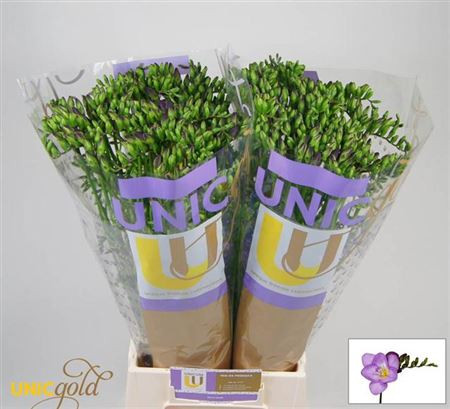 Freesia S Volante Holland