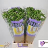 Freesia S Volante Holland - X7558049_H_1