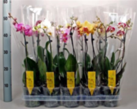 Phal 1-tak Van Geel (limited)