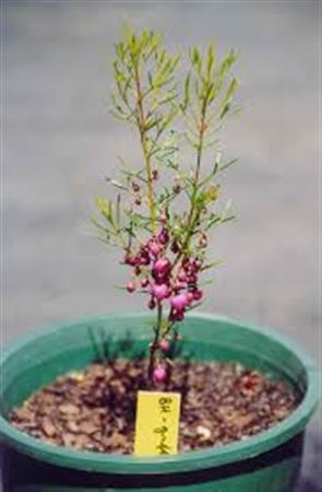 Boronia Heterophyla Pink 10/30