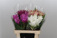 Curcuma Mix