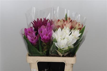 Curcuma Mix