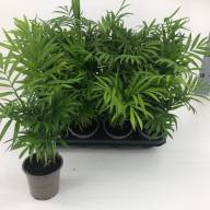 Chamaedorea Elegans 9/30 - зображення_viber_2025-03-26_13-27-01-043