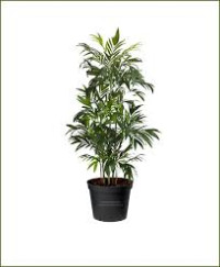 Chamaedorea Elegans 9/30