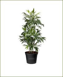 Chamaedorea Elegans 9/30