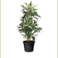 Chamaedorea Elegans 9/30 - Без названия (38)