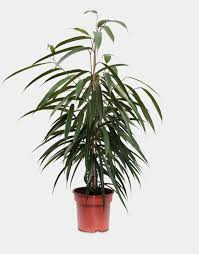 Ficus Bin Alii 27/150